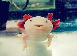animaux-meconnus-2-axolotl-gif animaux-meconnus-2-axolotl-gif