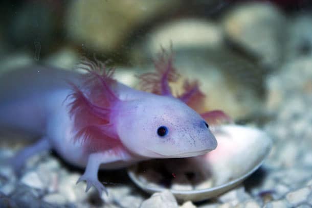 animaux-meconnus-2-axolotl animaux-meconnus-2-axolotl