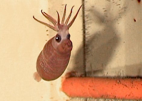 animaux-meconnus-2-calamar-cochonnet-2 animaux-meconnus-2-calamar-cochonnet-2