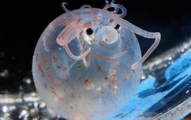 animaux-meconnus-2-calamar-cochonnet