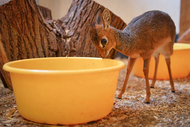 animaux-meconnus-2-dik-dik-bebe animaux-meconnus-2-dik-dik-bebe