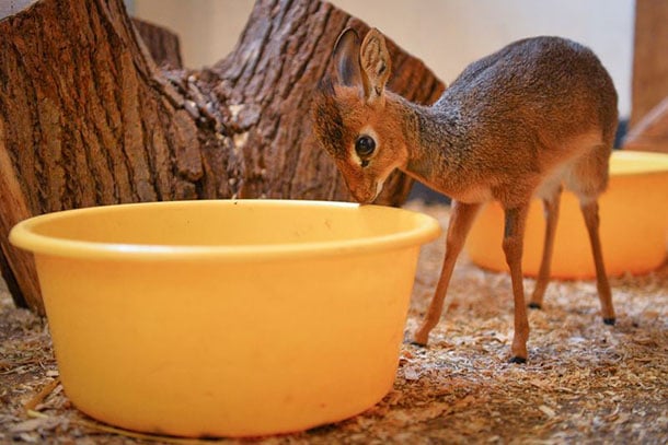 animaux-meconnus-2-dik-dik-bebe