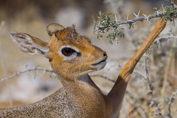 animaux-meconnus-2-dik-dik animaux-meconnus-2-dik-dik