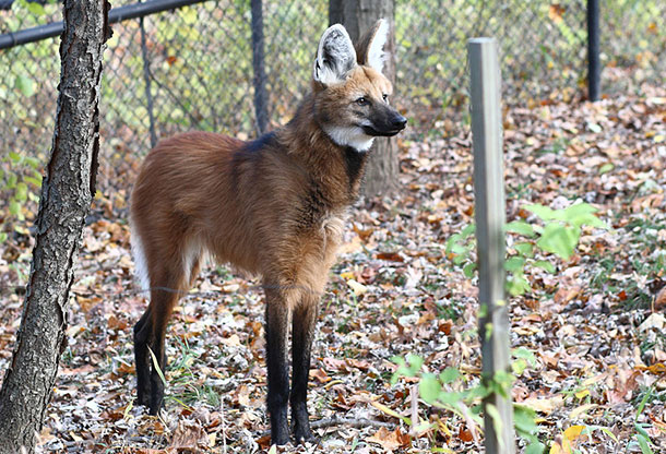 animaux-meconnus-2-loup-criniere