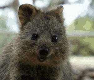 animaux-meconnus-2-quokka-gif animaux-meconnus-2-quokka-gif
