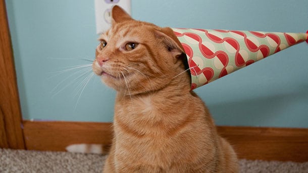 anniversaire-guide-chat anniversaire-guide-chat