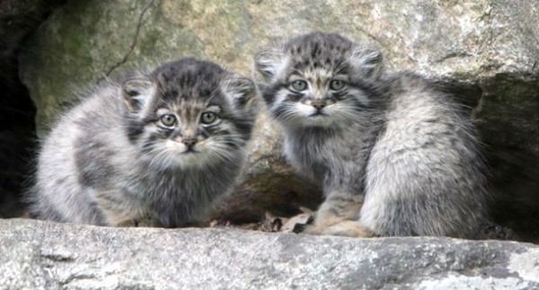 Chat Pallas Une Race De Chat Sauvage Meconnue Et Mignonne