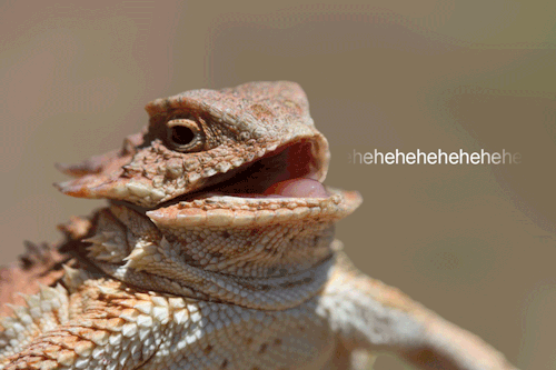 laughing lizard