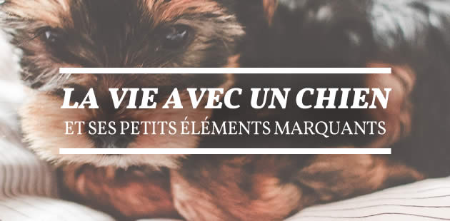 big-trucs-marquants-avoir-chien