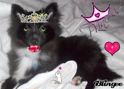 chien blingee chien blingee