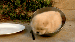 chien salade chien salade
