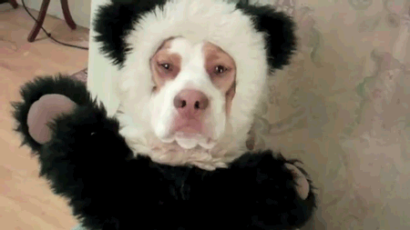 chien soiree deguisee chien soiree deguisee