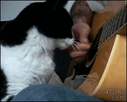 gif-chat-calin-guitare