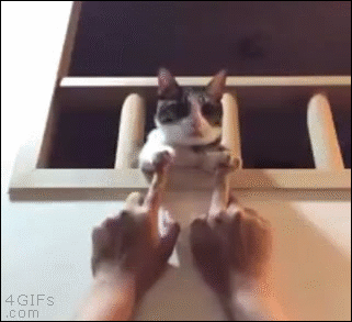 La Journee Internationale Du Chat En Gifs 3 Madmoizelle