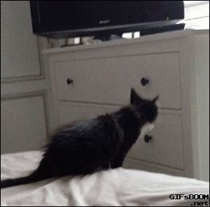gif-chat-matins-difficiles