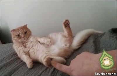 gif-chat-no-touchy
