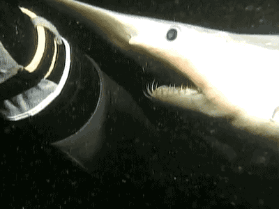 requin lutin