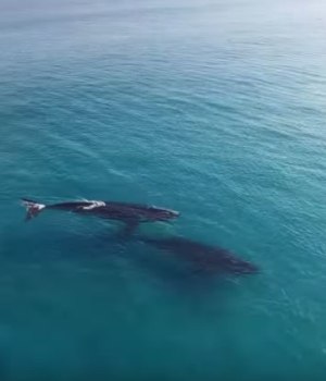 deux-baleines-paddle-rencontre