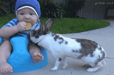 rabbit baby