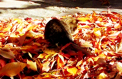 playlist-automne-chat-feuilles playlist-automne-chat-feuilles