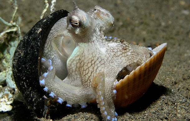 poulpe-kraken-2