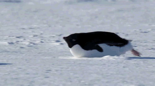 selection-trucs-chaud-pingouin