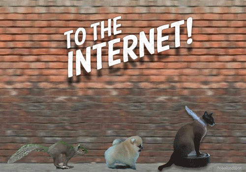 post-17148-to-the-internet-gif-squirrel-p-0aX9