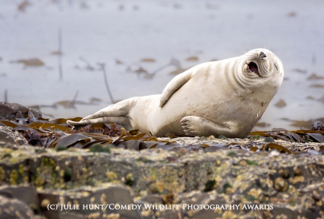 HIGHLY COMMENDED Comedy Wildlife Photography Awards HIGHLY COMMENDED Comedy Wildlife Photography Awards