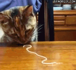 cat-spaghetti