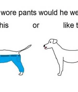 dilemme-web-chien-pantalon