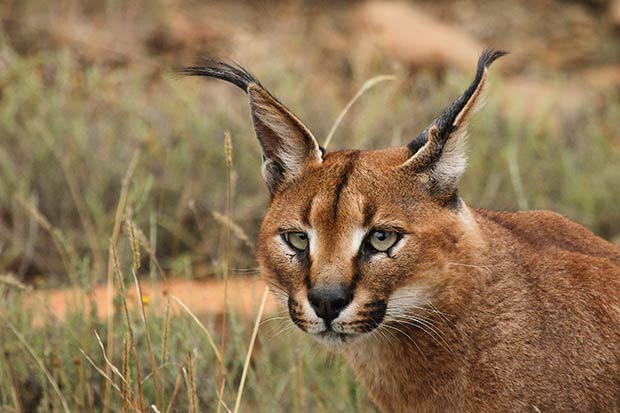 Trois Felins Qui Meritent D Avoir Autant De Succes Que Le Chat Madmoizelle