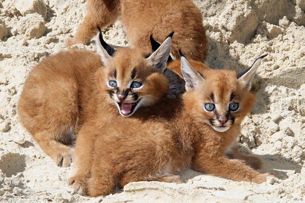 felins-chats-caracal-chaton