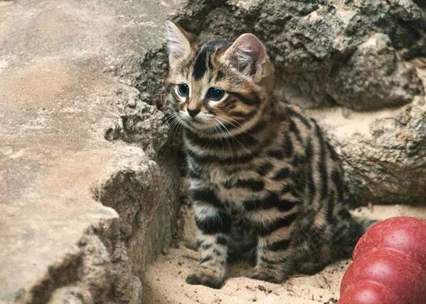 felins-chats-pieds-noirs-chaton-3