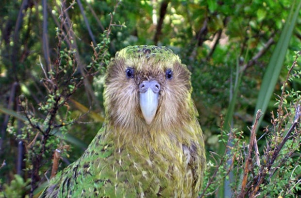 kakapo