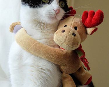 sapin-noel-chat-deco sapin-noel-chat-deco