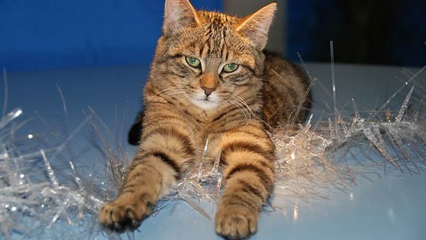sapin-noel-chat-guirlande sapin-noel-chat-guirlande