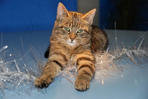 sapin-noel-chat-guirlande