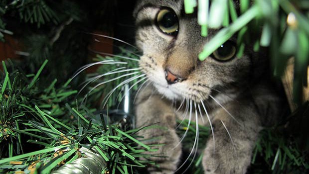 sapin-noel-chat-peur sapin-noel-chat-peur