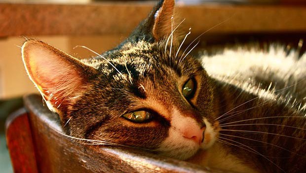 sapin-noel-chat-sieste sapin-noel-chat-sieste