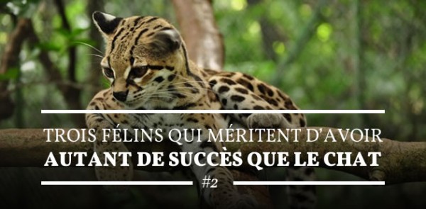 big2-felins-succes-chat-2