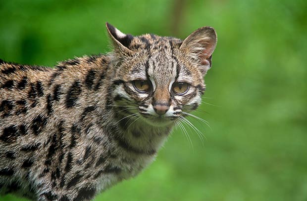 felins-succes-chat-2-margay