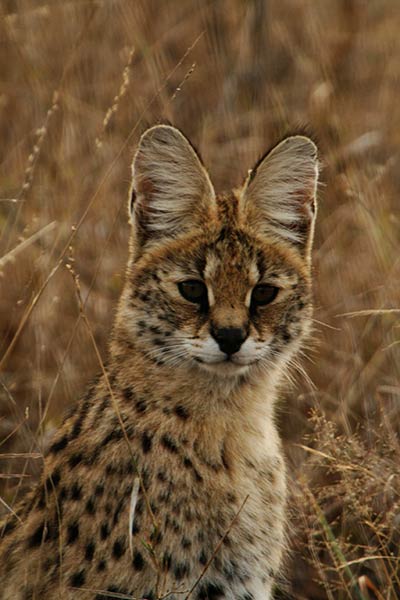 felins-succes-chat-2-serval-1
