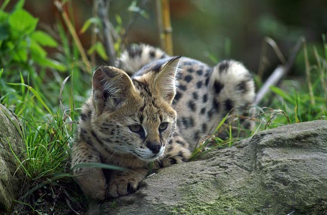 felins-succes-chat-2-serval-2