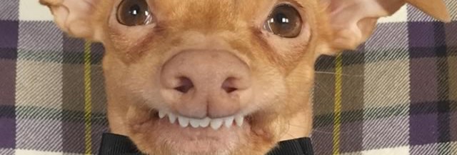 Ode Aux Chiens Moches Madmoizelle
