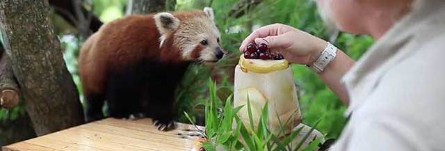 Un Panda Roux Fete Son Anniversaire Et C Est Tellement Chou Madmoizelle