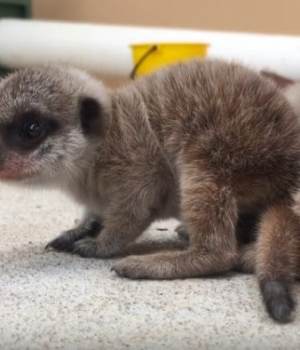 bebes-suricates-zoo-sydney