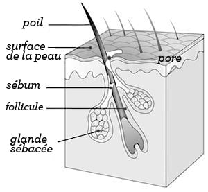 illustration-pores