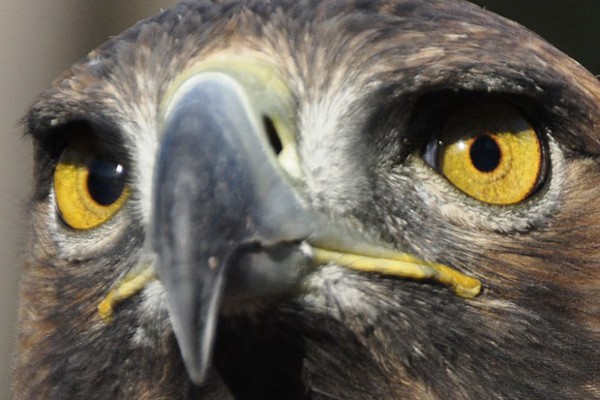 oiseaux-psychopathes-aigle-royal oiseaux-psychopathes-aigle-royal