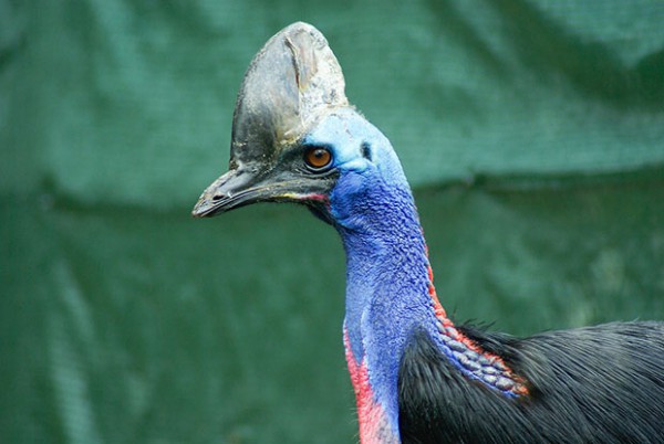 oiseaux-psychopathes-casoar-2 oiseaux-psychopathes-casoar-2