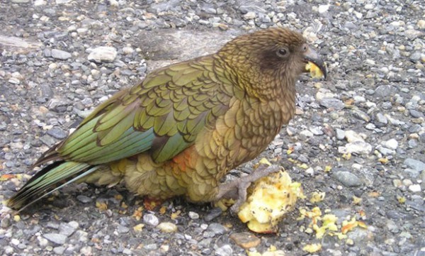 oiseaux-psychopathes-nestor-kea-1 oiseaux-psychopathes-nestor-kea-1